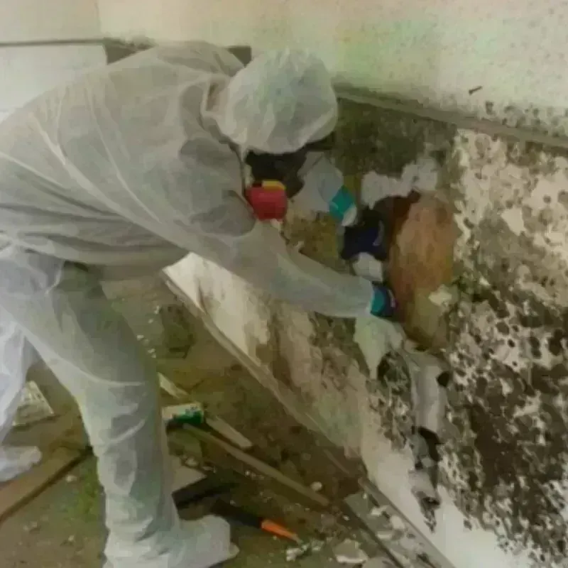 Mold Remediation and Removal in Canaan, ME